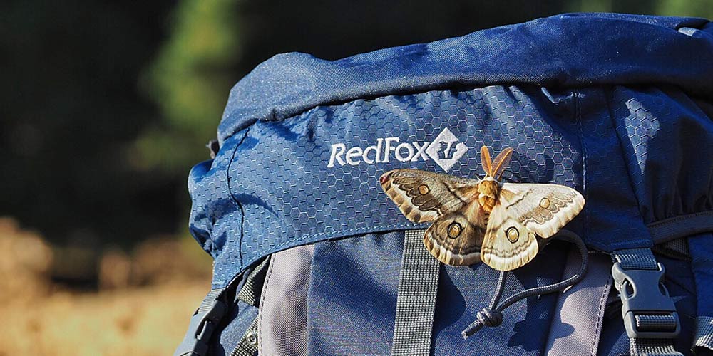 Backpack with red fox logo best sale